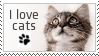 I love cats